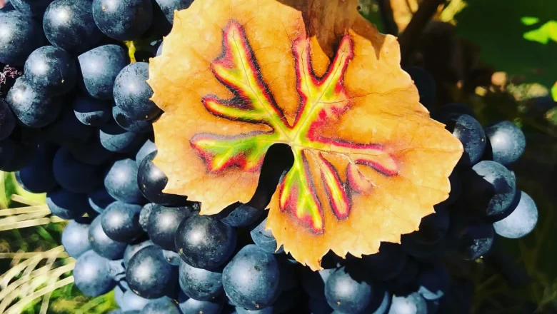 Weinbau Niefergall Wolfsthal, blue grapes on the vine