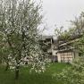 Flowering tree in front of a building with balconies.