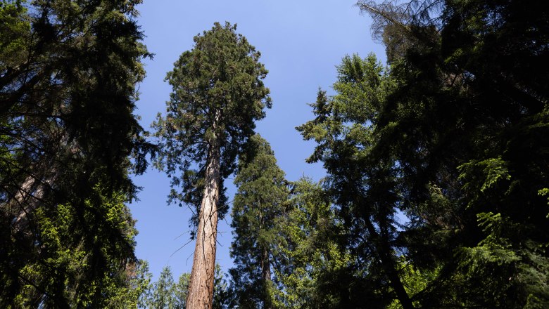 View upwards into a dense forest with tall trees and a blue sky.