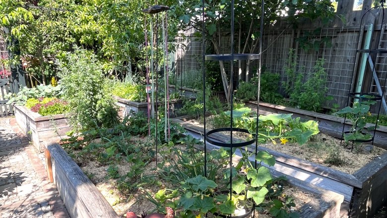 A garden with raised beds full of different vegetable plants and green vegetation.