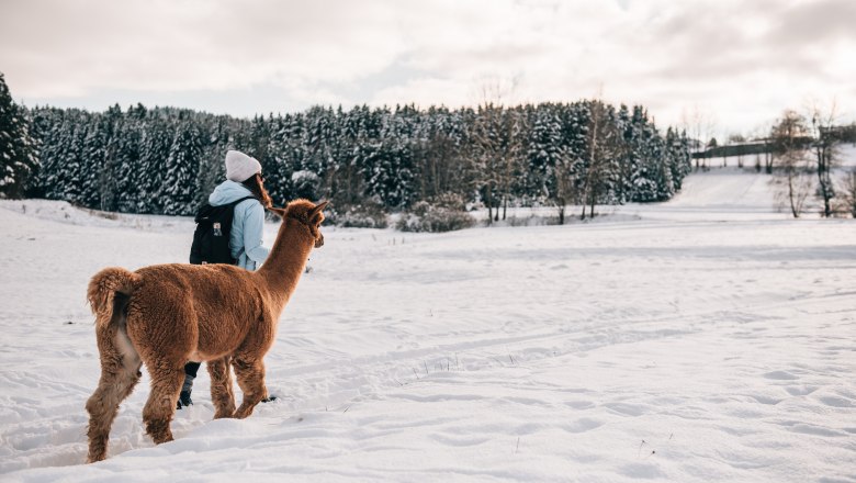 Alpaca hiking, Waldviertel, © Waldviertel Tourismus/sommertage.com