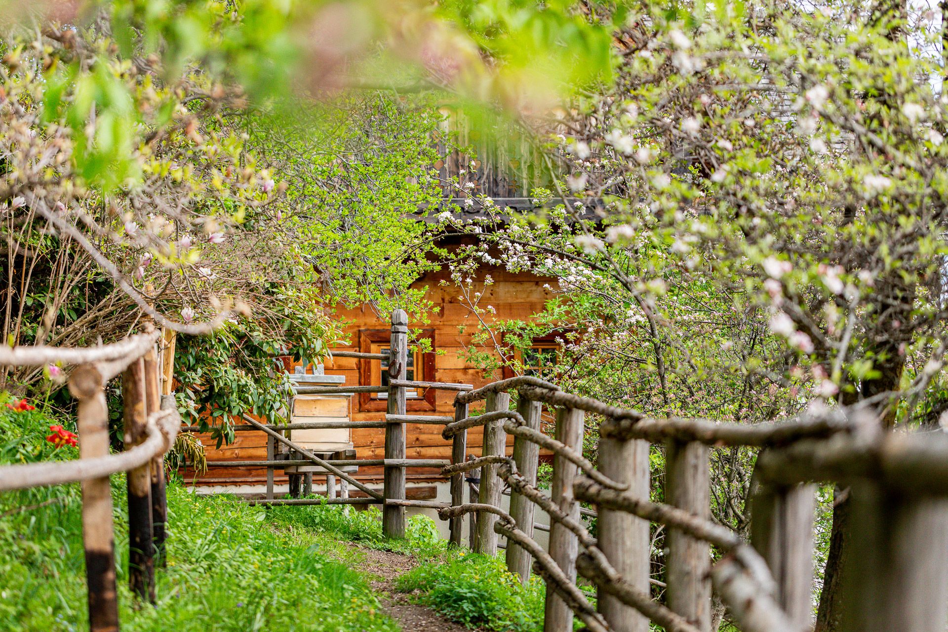 A wooden house behind flowering trees and a rustic wooden fence.