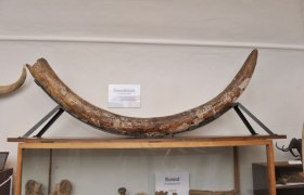 Mammoth tusk in the Langenlois Museum of Local History.