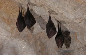 Bats hanging upside down from the ceiling of a cave.