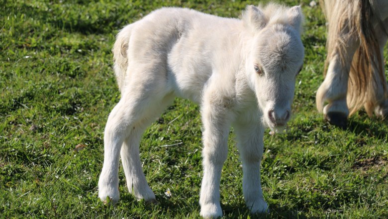 vacation-at-almbauer-7, &copy; Almbauer-Familie Wagner