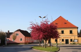 A yellow building with the inscription 'Gemeindeamt' and a blossoming tree in front of it.