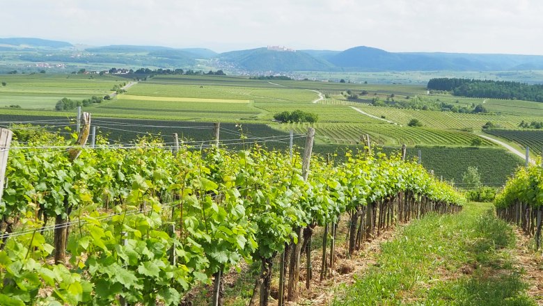 Vineyards with a view of a monastery in the distance.