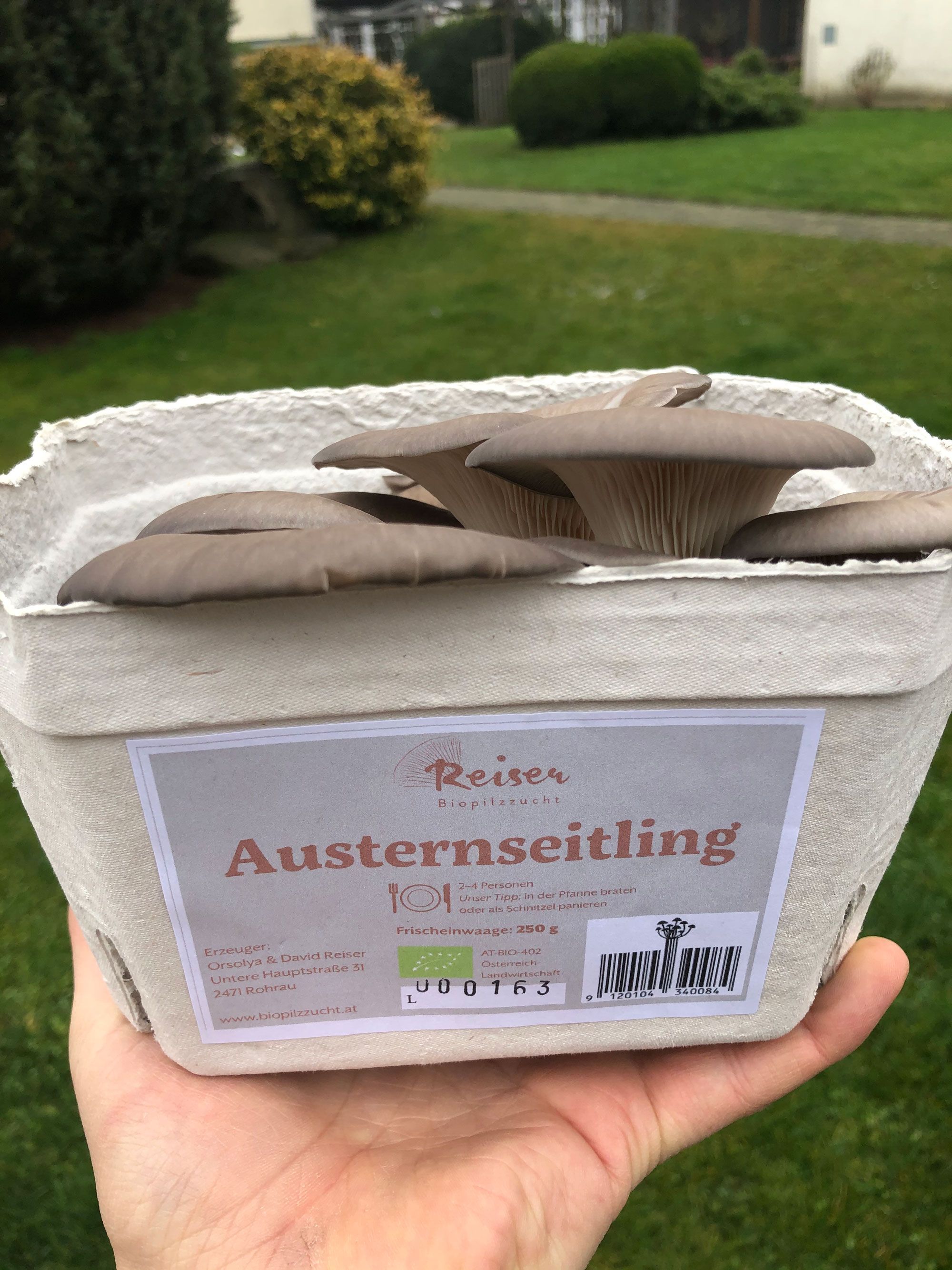 Reiser mushroom farm, Rohrau, oyster mushrooms