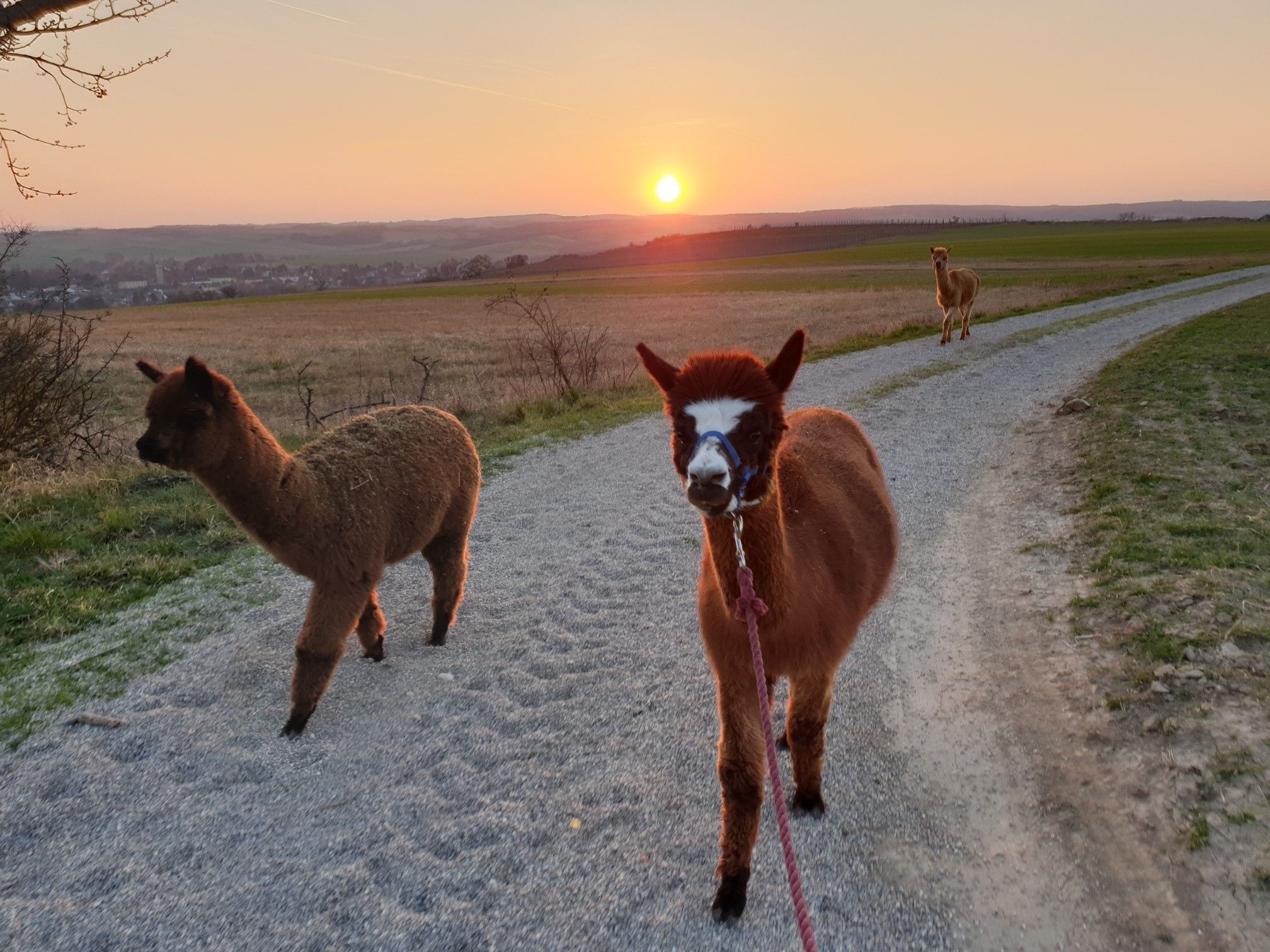 Three alpacas on a country lane at sunset.