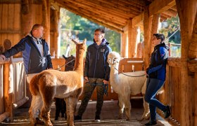 Three people stand in a wooden stable with alpacas.