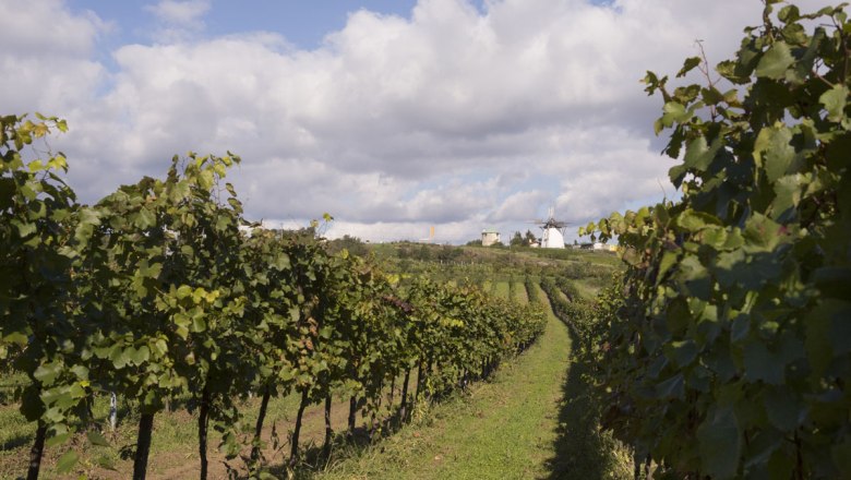 Wine autumn in the Retzer region, © Weinviertel Tourismus/Astrid Bartl