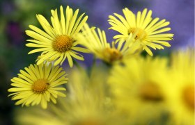 Parbus farming garden, © Niederösterreich-Werbung/Rita Newman