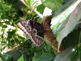 Zauberhafte Schmetterlinge in der Schmetterlingwelt Tattendorf, © Wienerwald Tourismus GmbH