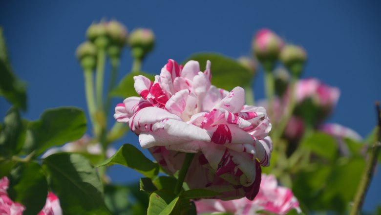 Close-up of a pink and white striped rose blossom against a blue sky.