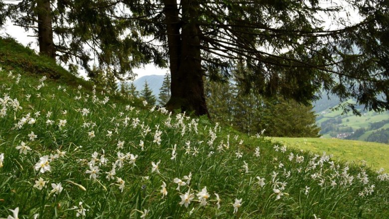 Show meadow in the center of Opponitz, &copy; David Bock