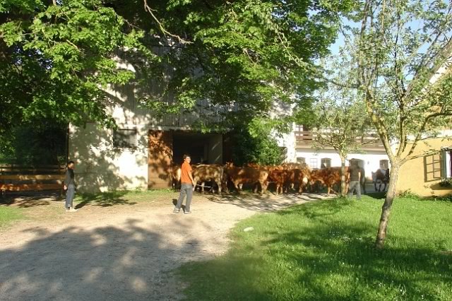 People drive a herd of cows into a barn on a farm.
