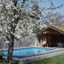 A blossoming tree next to a pool and a garden shed.