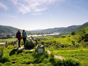 Smaragdeidechse, &copy; Wachau-Nibelungengau-Kremstal