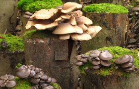 Mushrooms grow on moss-covered tree stumps in the forest.