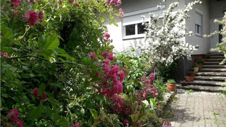 Garden with flowering shrubs in front of a house with steps.