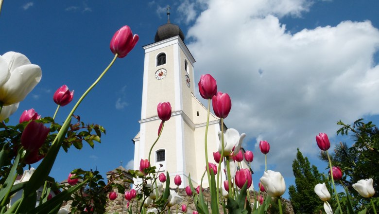 Hollenthon parish church with tulips in the foreground.