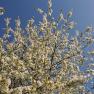 13-garden-cherry-blossom, &copy; Gabriele Prandstetter