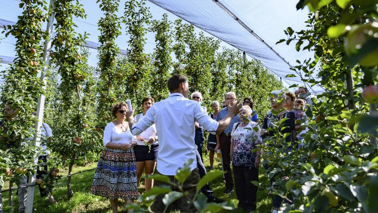 A group of people on a guided tour through an orchard with apple trees.