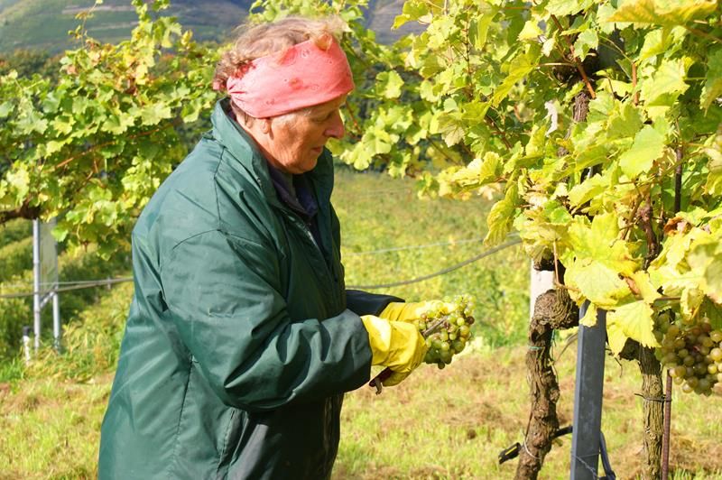 Viticulture Fasching family