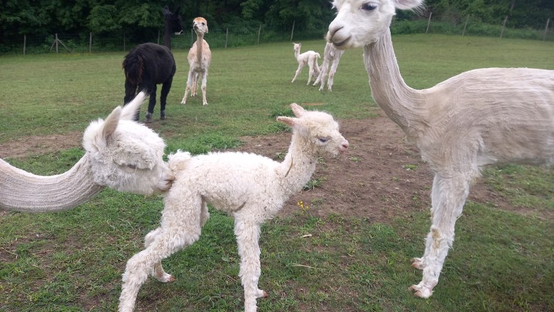 Alpkahof Klosterneuburg, © Alpakahof Klosterneuburg