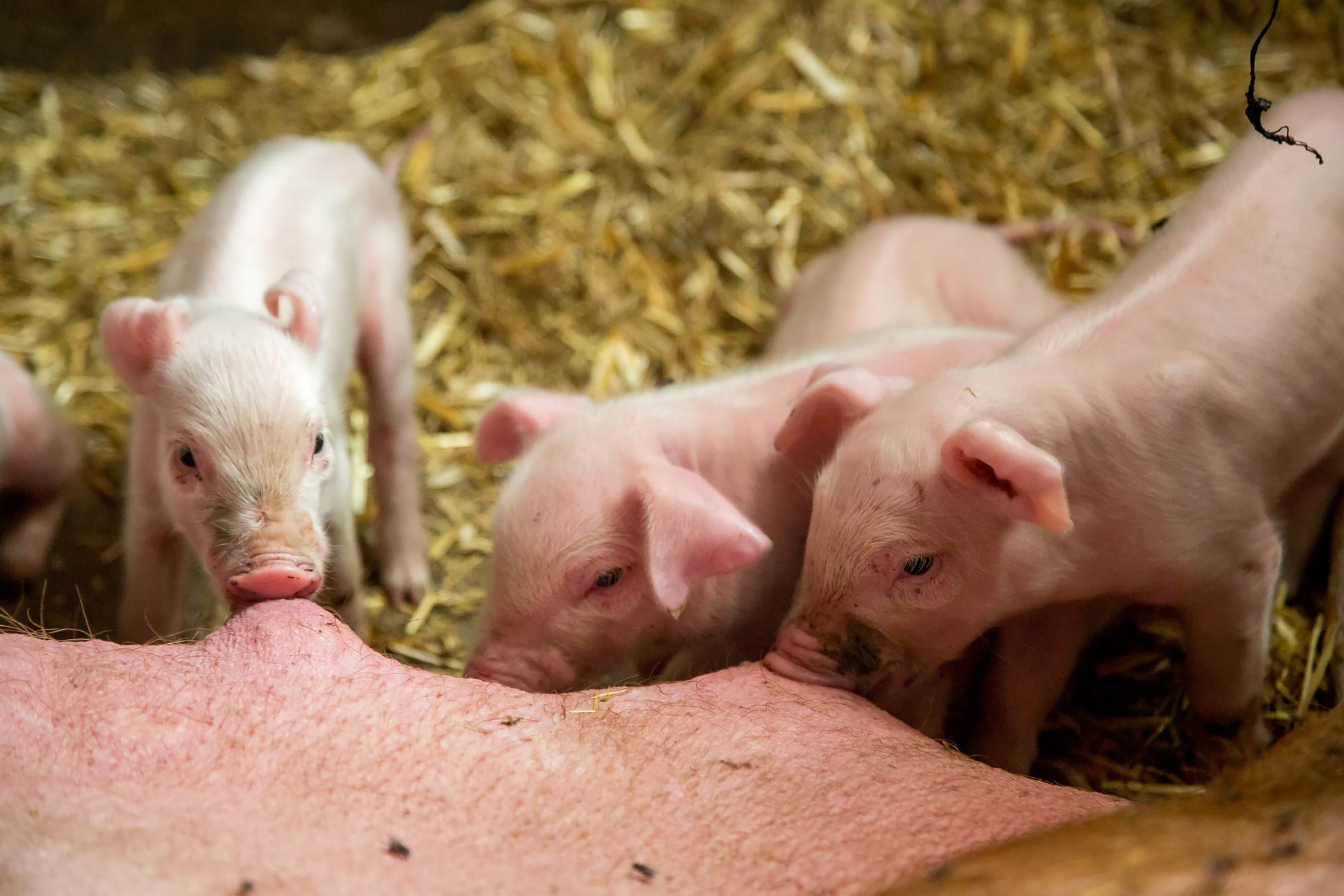 Piglets drink milk from their mother in a stable with straw.