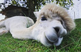 Dirndl Valley Alpaca, © Marion Lorenz