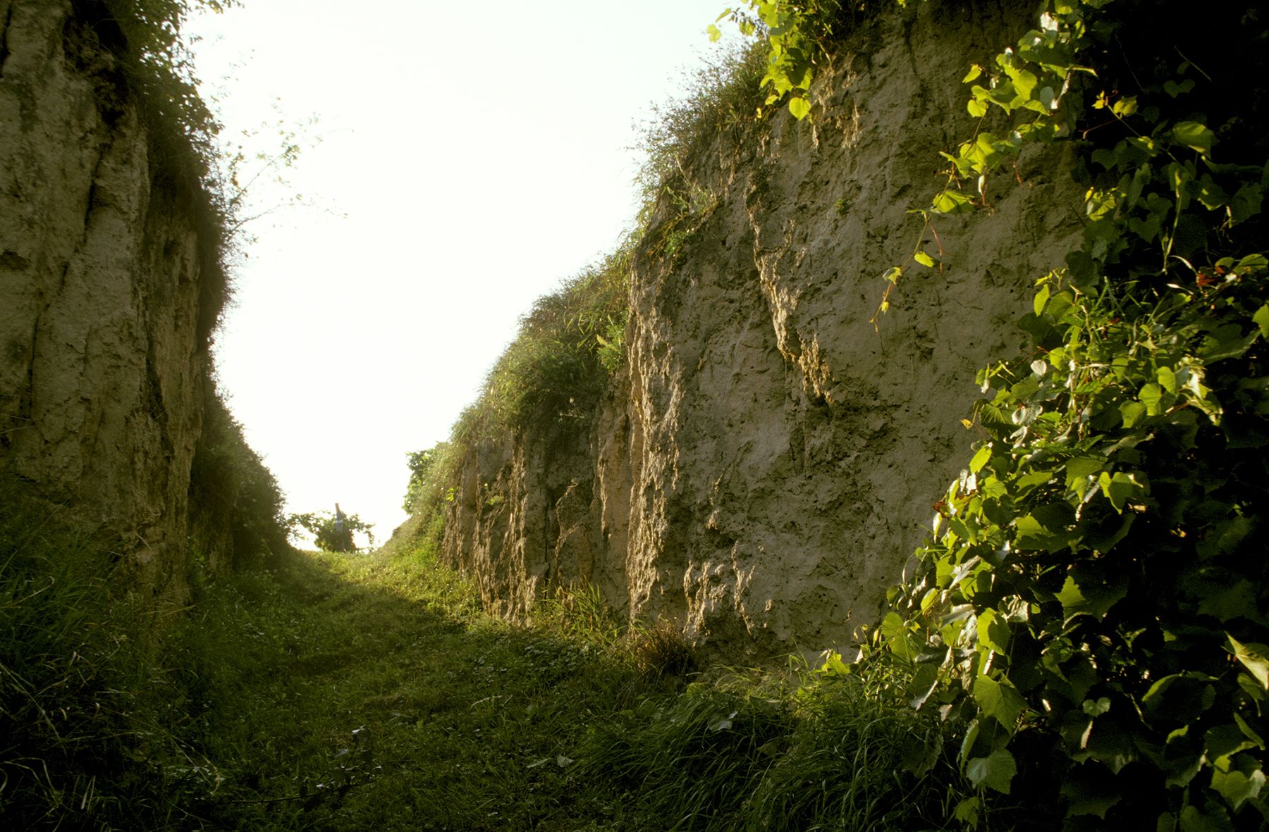 A narrow, grassy path between high, earthy walls with vegetation.