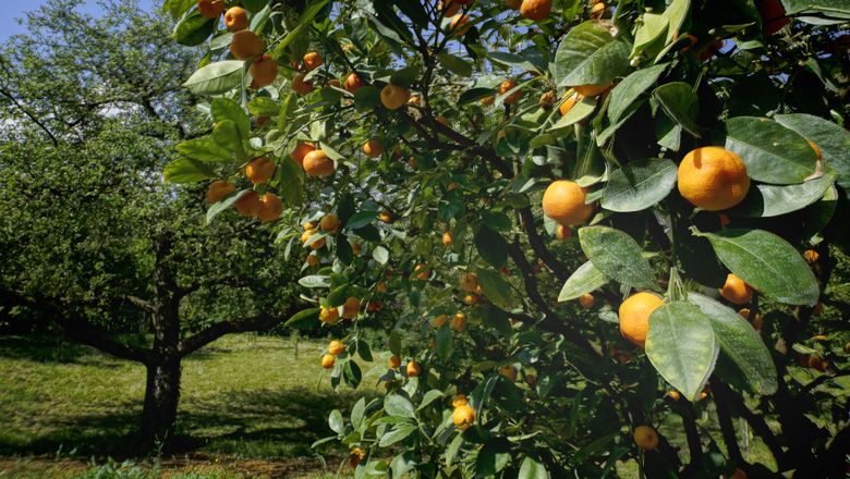 An orange tree with ripe fruit in a green garden.