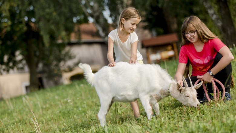 Goat, © schwarz-koenig.at