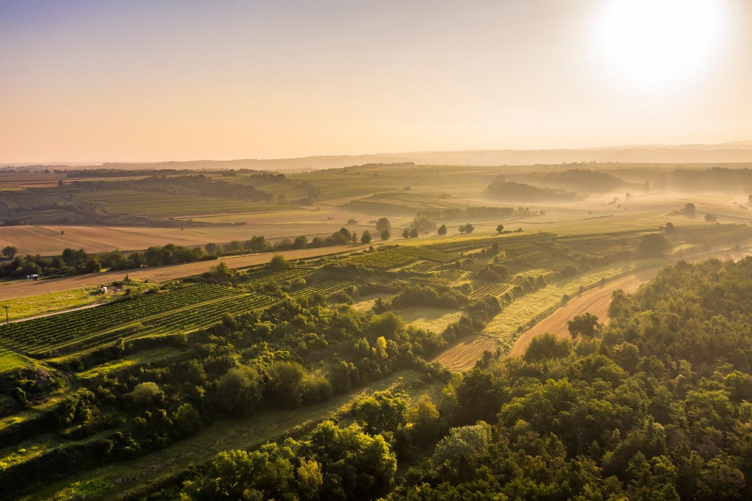 A bird's eye view of vineyards in fall