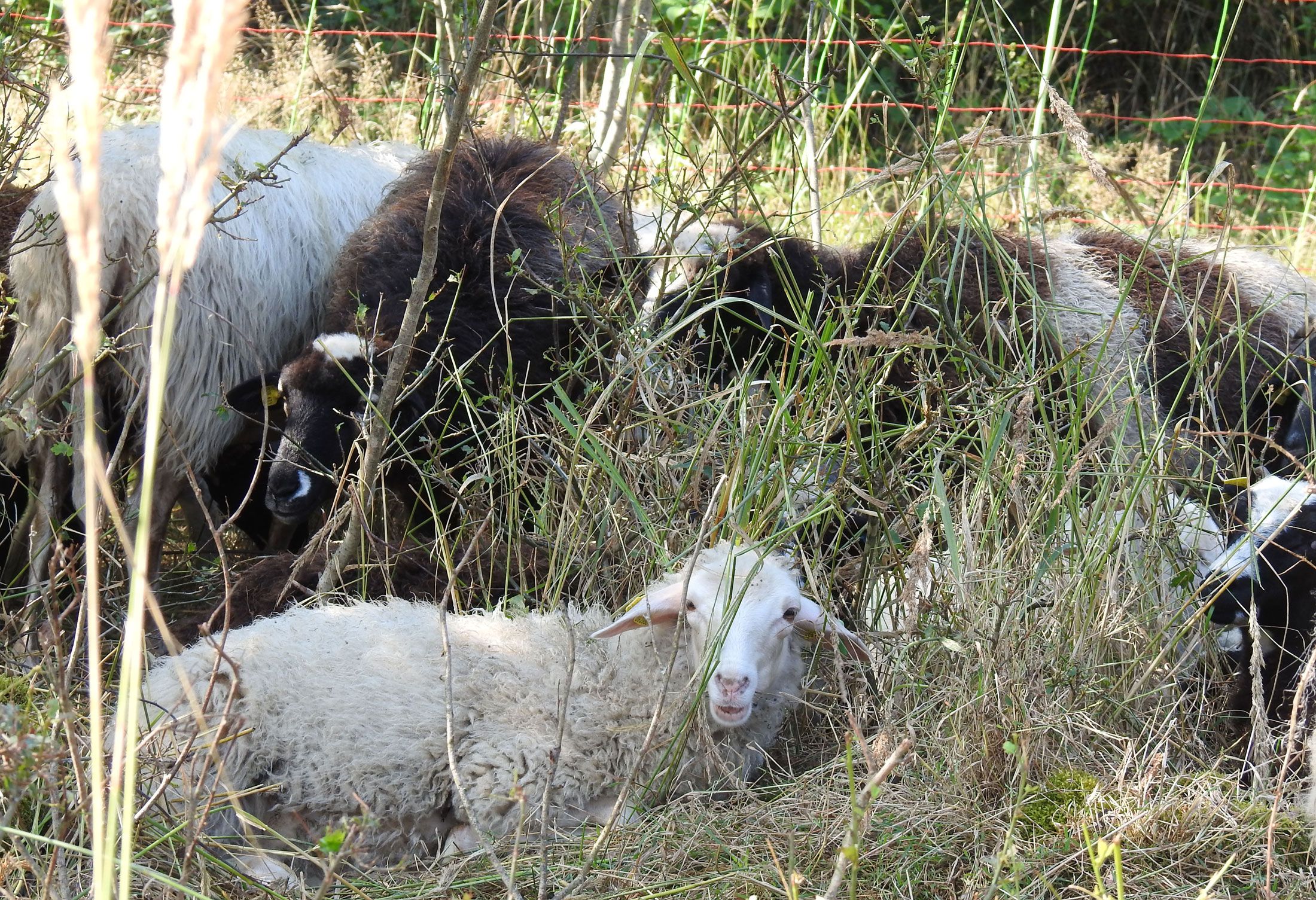A day with the shepherd