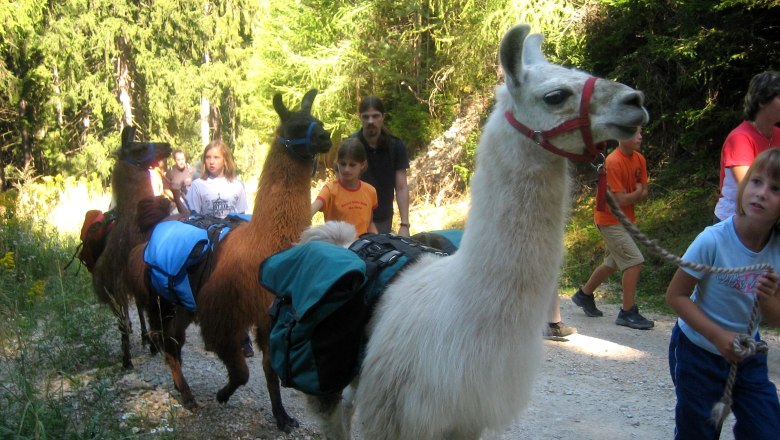 People hiking with llamas in the forest.