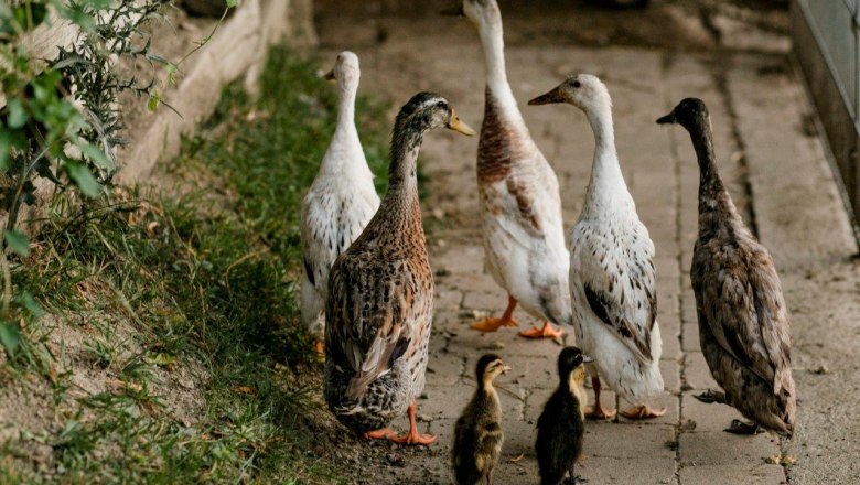 Vacation at the Zwergerlhof, © schwarz-koenig.at