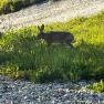 A hare runs across a meadow next to a gravel path.