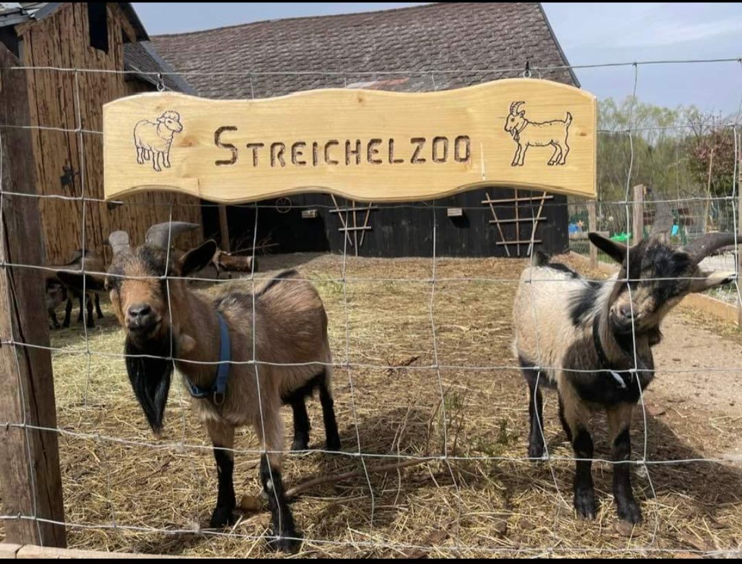 Two goats stand behind a fence in the petting zoo.