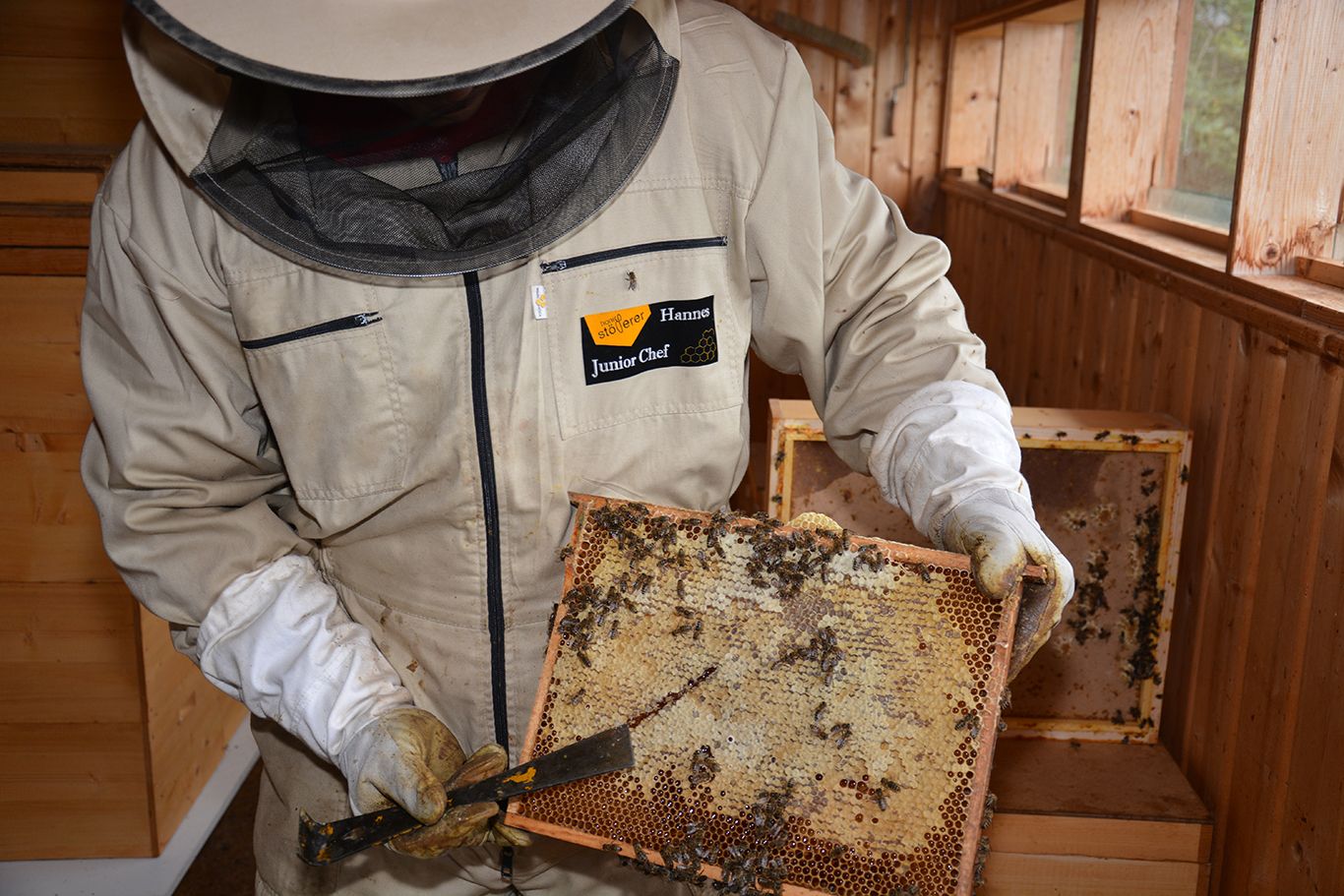 Beekeeper in protective clothing holds a honeycomb with bees.