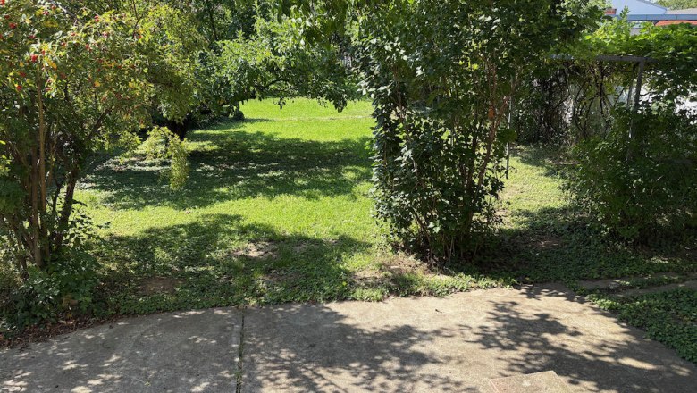 Garden with trees and shrubs, sunny day.