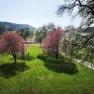 Flowering fruit trees in a garden with a green lawn and hills in the background.