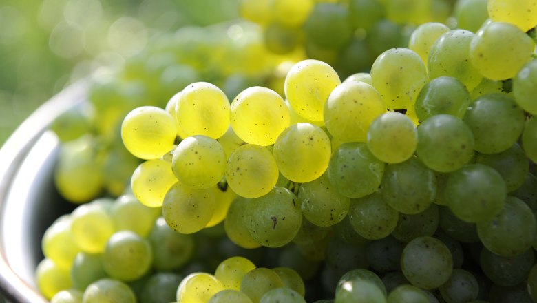 Green grapes, &copy; Steve Haider