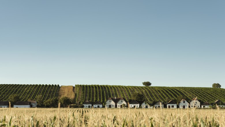 Rows of wine houses in front of a vineyard under a clear sky.