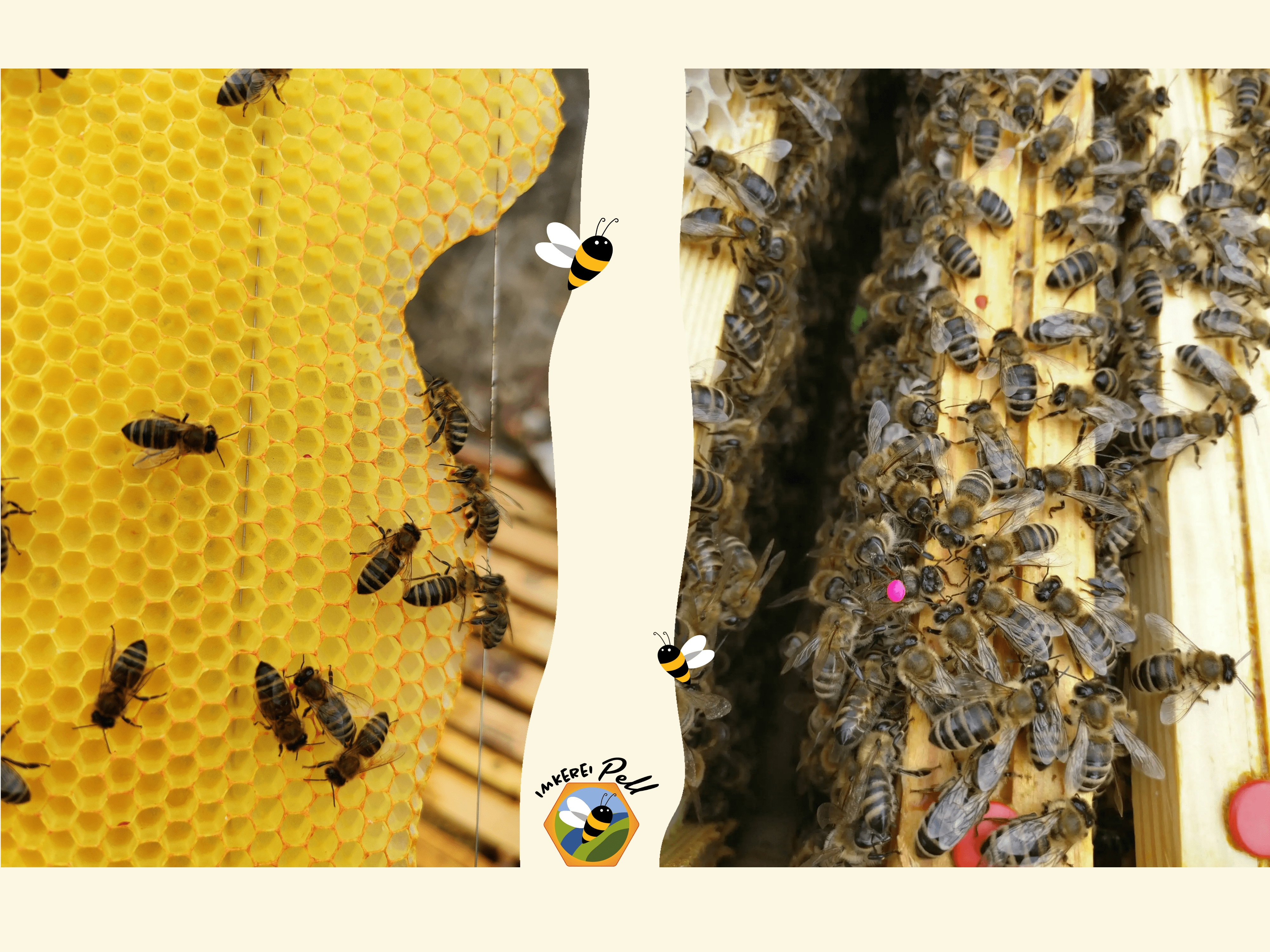 Two pictures of bees on honeycombs and wooden frames, separated by a bee graphic.