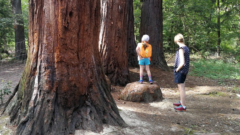 Two people are standing in front of huge redwood trees in the forest.