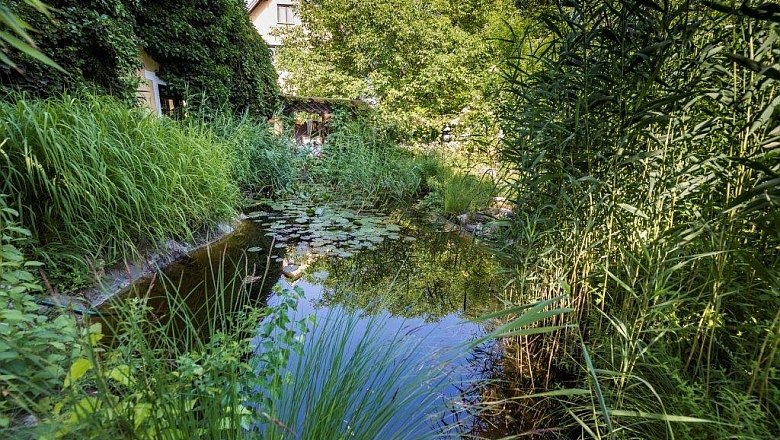An idyllic pond with water lilies and lush vegetation in a garden, with a house in the background.