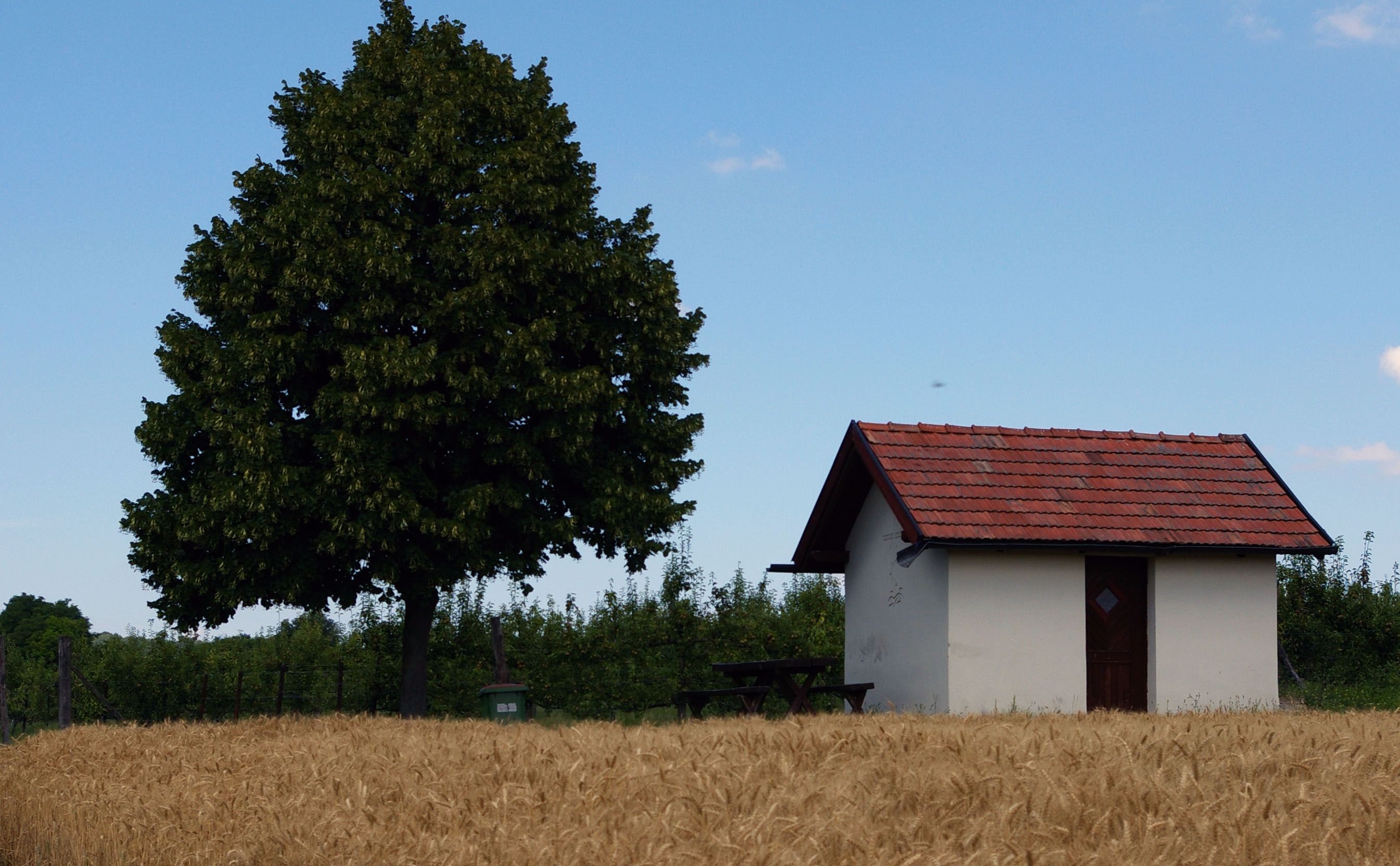 Small hut with a red roof next to a large tree in a field.