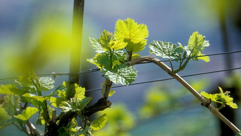 Close-up of grapevines with young, green leaves against a blurred background.